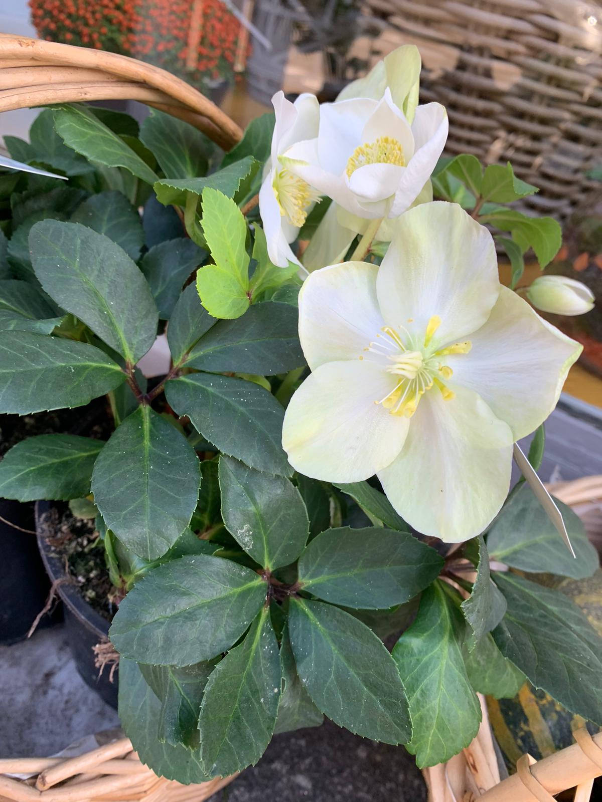 Comment prendre soin de votre hell&eacute;bore Soultz-Haut-Rhin