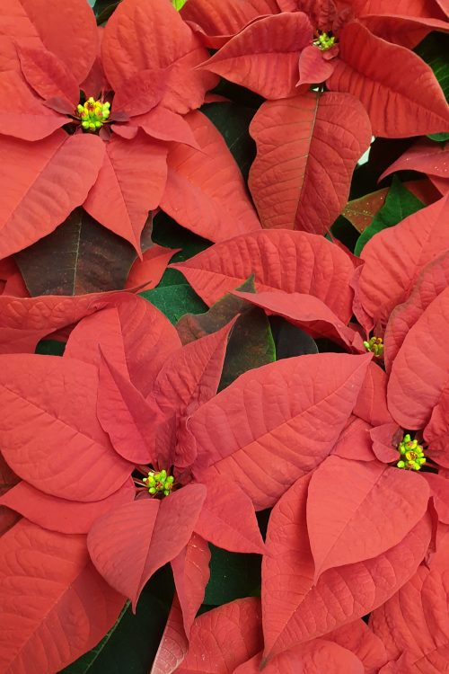 Comment entretenir votre poinsettia Wintzenheim 1