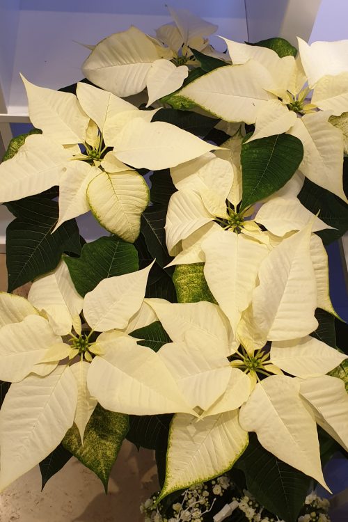 Comment entretenir votre poinsettia Wittenheim 0