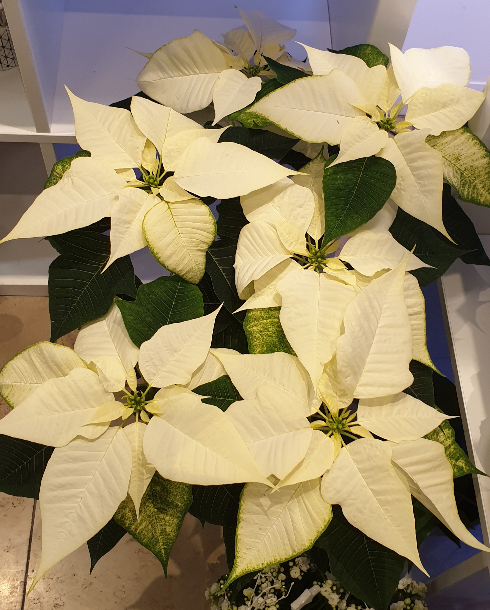 20201204_083956 | Aux fleurs de Nice Comment entretenir votre poinsettia Wittenheim