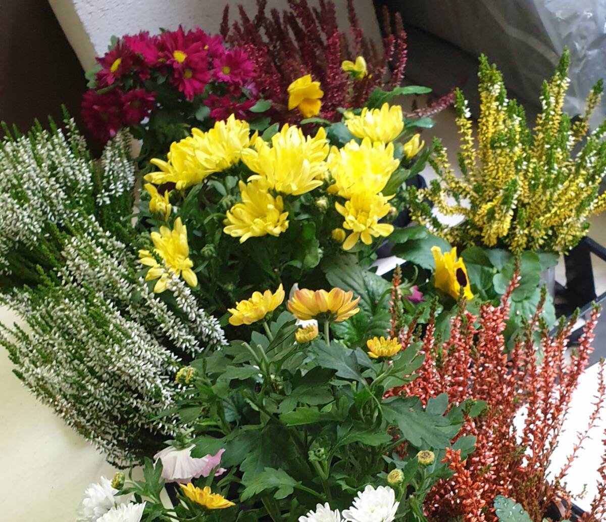 Composez vos jardini&egrave;res d’automne Wittenheim