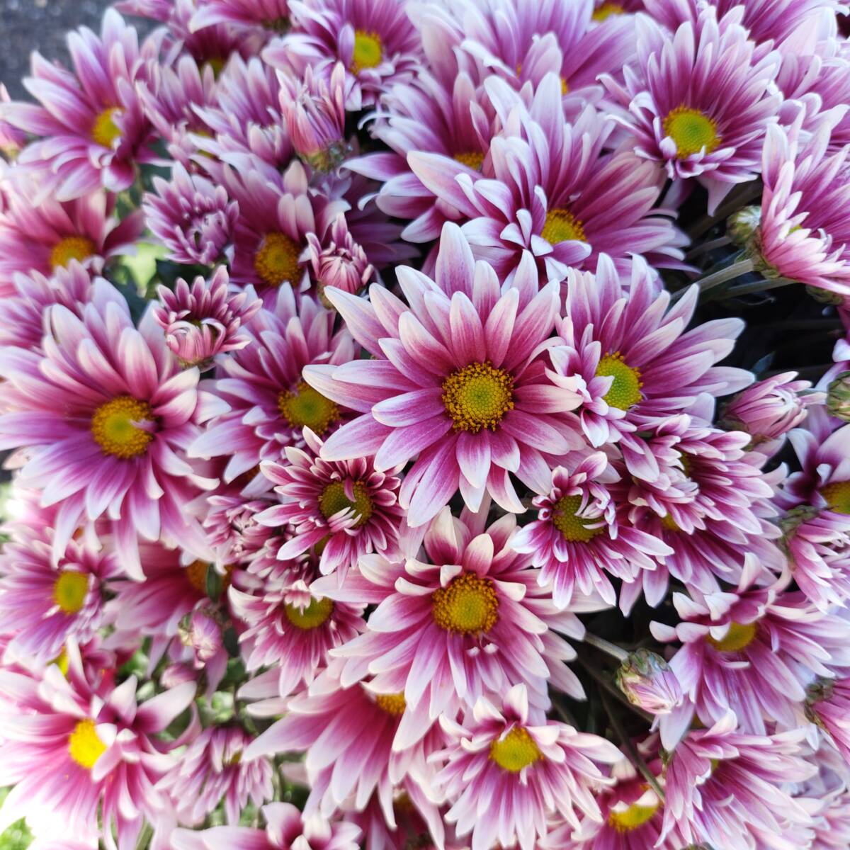 CHRYS1 | Aux fleurs de Nice À propos d’Aux Fleurs de Nice Sélestat