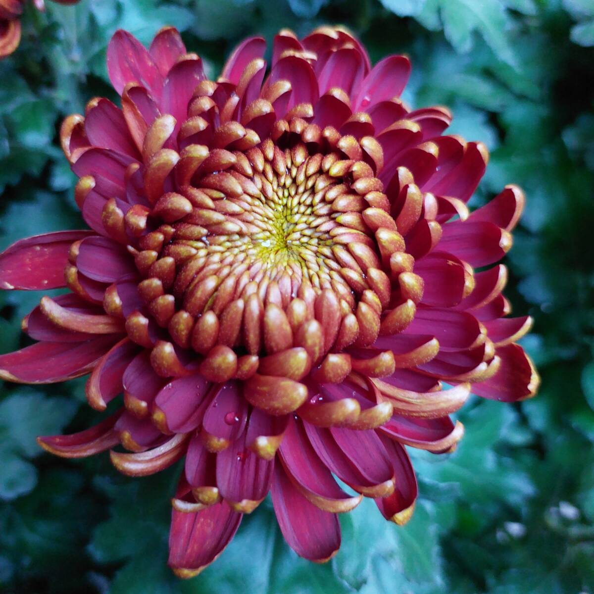 CHRYS2 | Aux fleurs de Nice Photos page d’accueil Rixheim 0