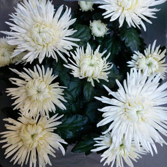 CHRYS4 675X675 | Aux fleurs de Nice À propos d’Aux Fleurs de Nice Soultz-Haut-Rhin 1