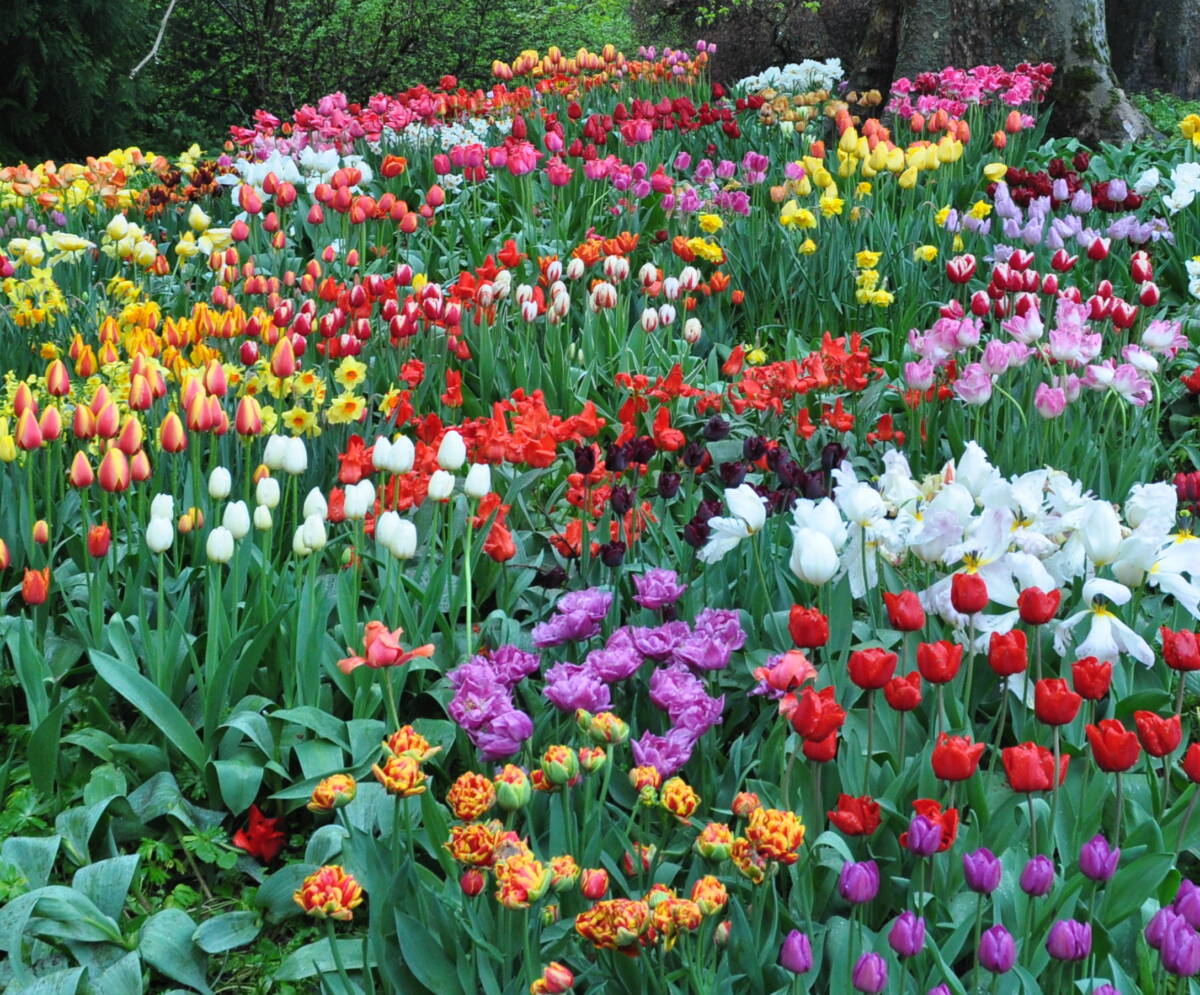 BULBES2 | Aux fleurs de Nice Plantez les bulbes en automne pour une floraison au printemps Sélestat