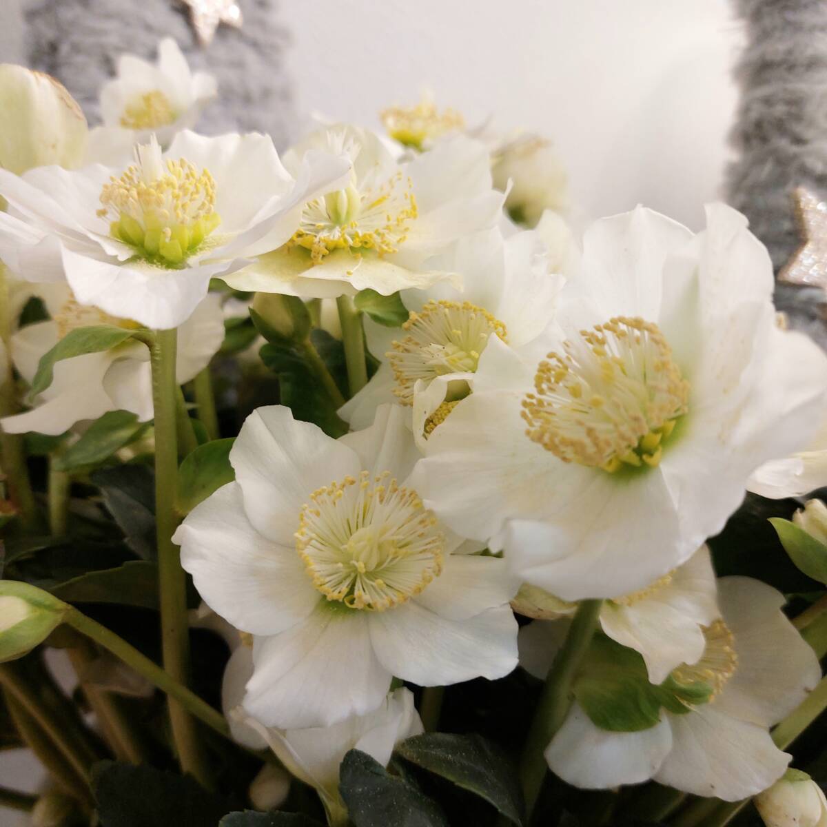 HELLEB 2 | Aux fleurs de Nice Photos page d’accueil Cernay 7