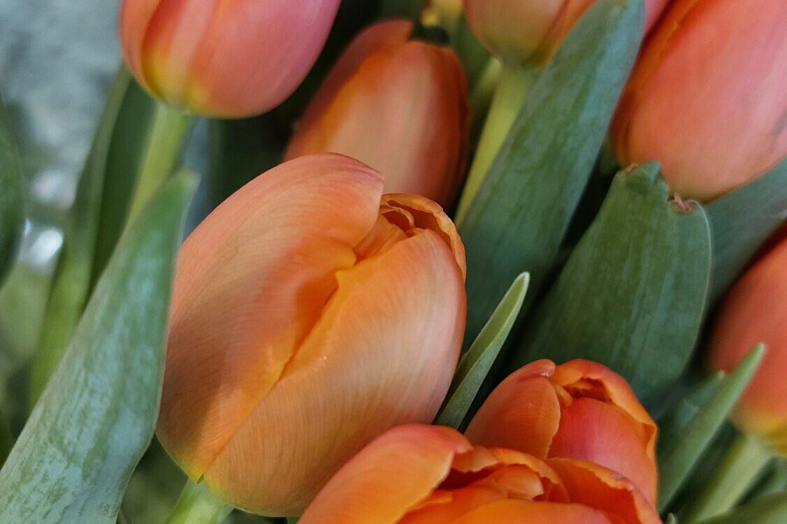 Comment  conserver votre bouquet de tulipes : nos conseils Wittelsheim 3