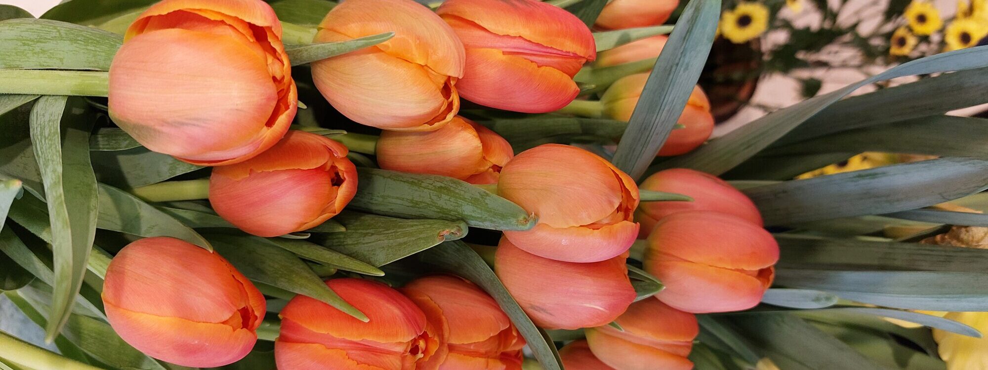 Comment  conserver votre bouquet de tulipes : nos conseils Wintzenheim