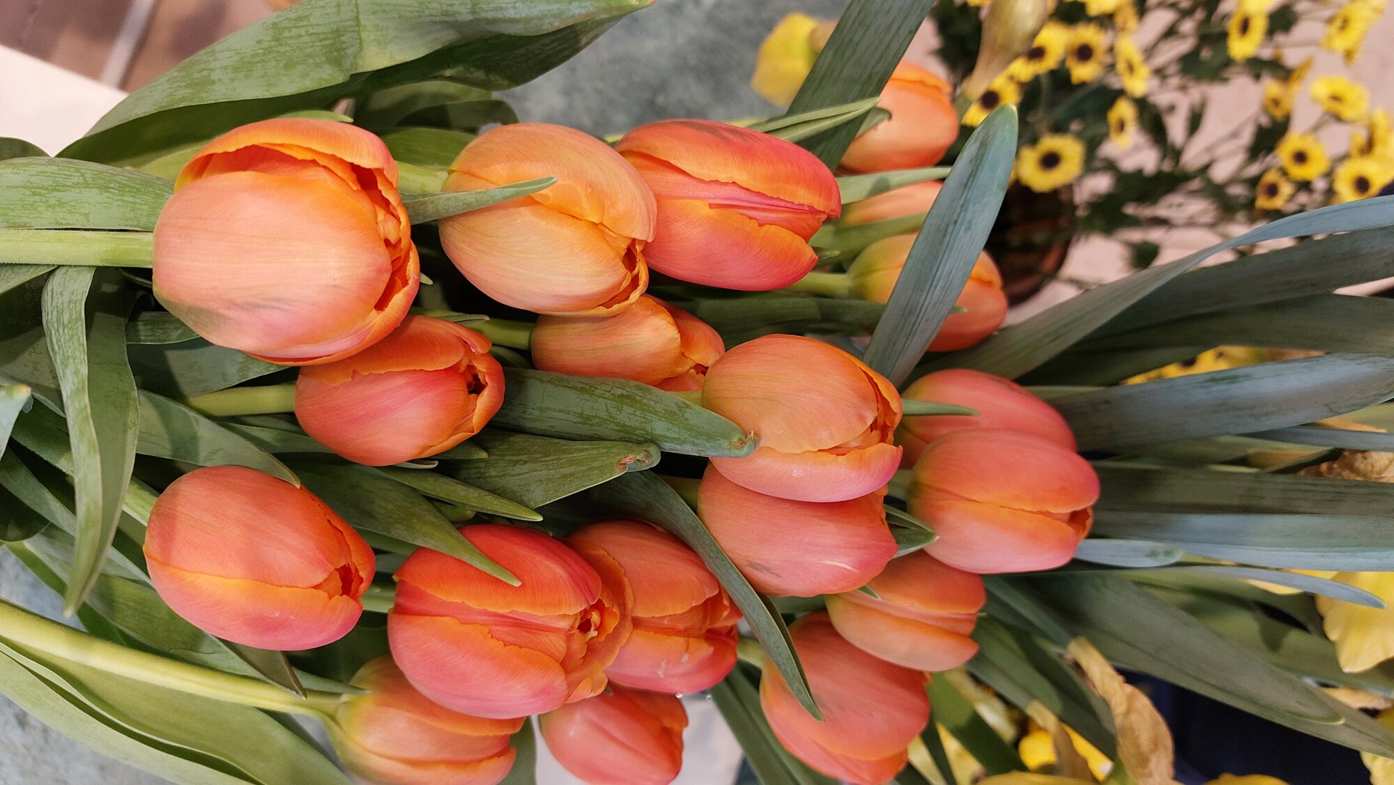 Comment  conserver votre bouquet de tulipes : nos conseils Wintzenheim